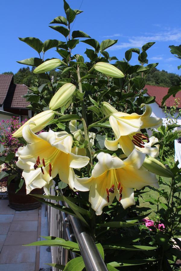 Bed and Breakfast Schlicht & Einfach Traumhaft Unterkulm Exterior foto